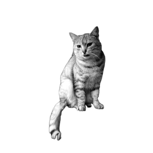 A Black And White Image Of A Domestic Cat Sitting On A Wooden Ledge. 20092 - Cat PNG image with transparent background